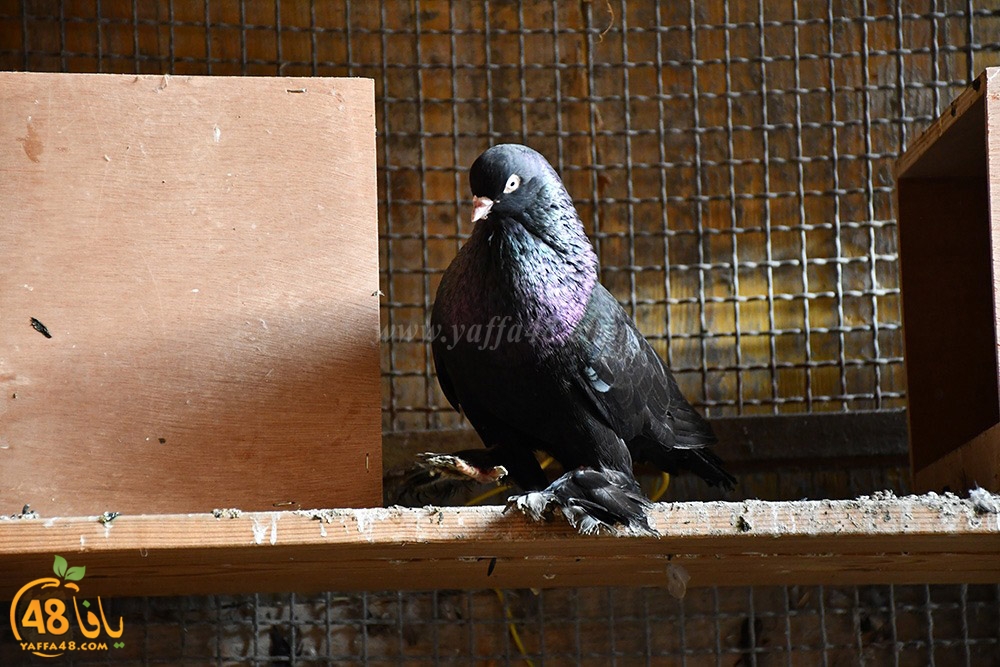 zohdi 3ashoor (39).jpeg